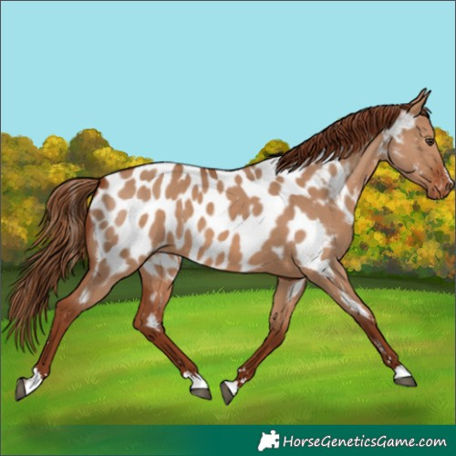 Horse Color:Red Dun Appaloosa 