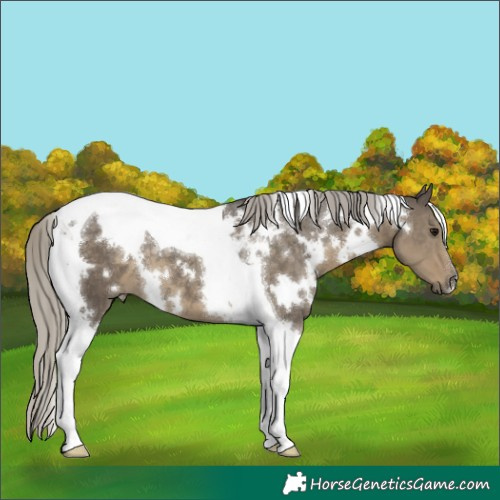 Horse Color:White Spotted Silver Smoky Grullo Tobiano 