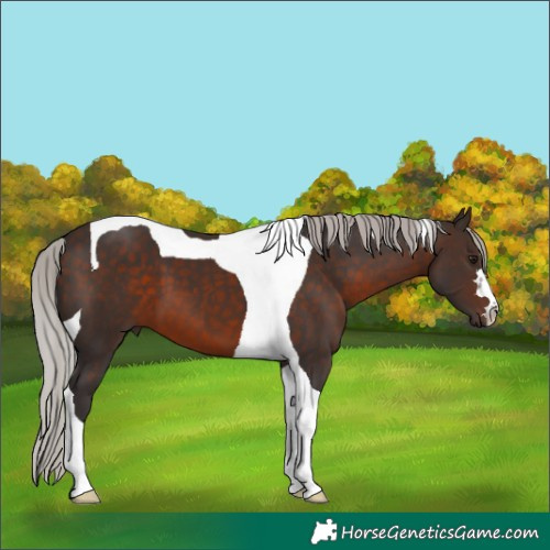 Horse Color:Silver Brown Tobiano