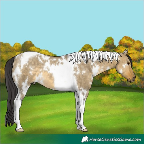 Horse Color:White Spotted Buckskin Dun Tobiano 