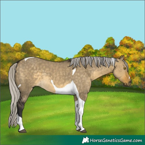 Horse Color:Silver Buckskin Dun Tobiano 