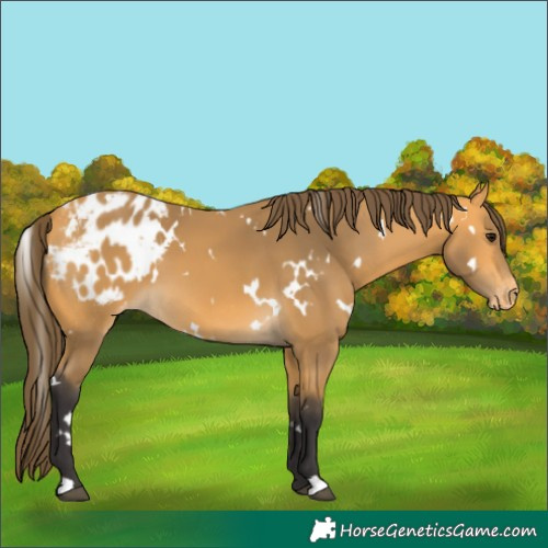 Horse Color:White Spotted Buckskin Appaloosa 