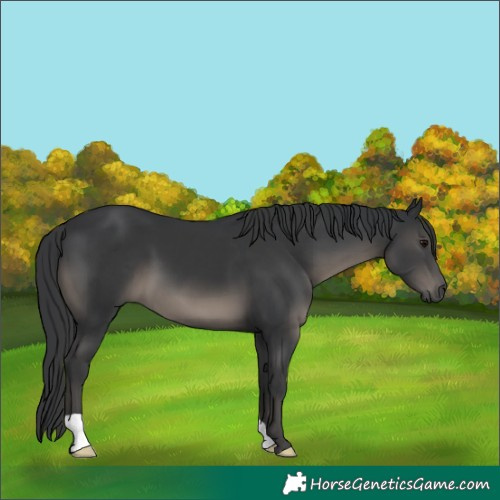 Horse Color:Black Mushroom 