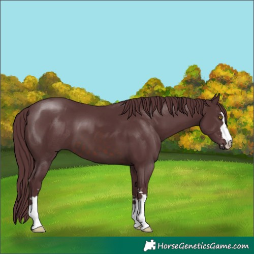 Horse Color:Chocolate Brown 