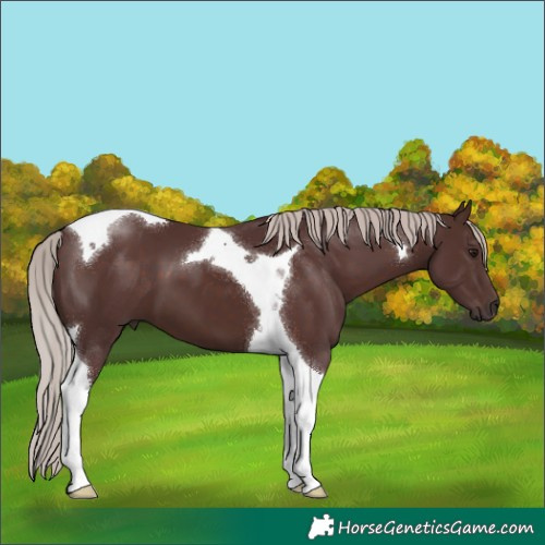 Horse Color:Chocolate Silver Brown Tobiano 