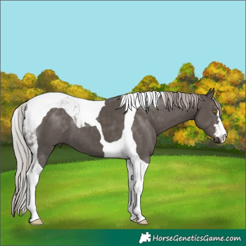 Horse Color:Silver Black Tobiano 