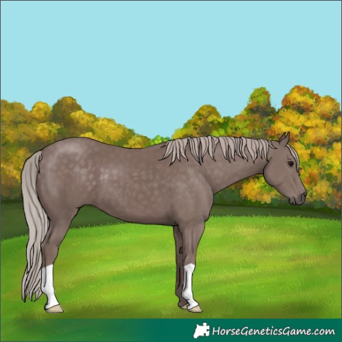 Horse Color:Chocolate Silver Black
