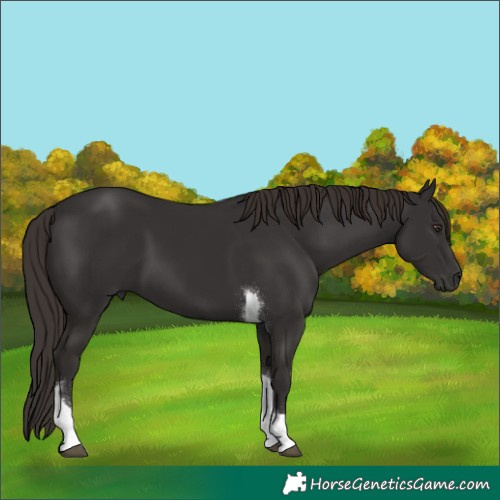 Horse Color:Liver Chestnut Tobiano