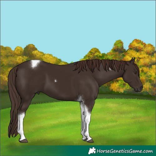 Horse Color:Liver Chestnut Tobiano 