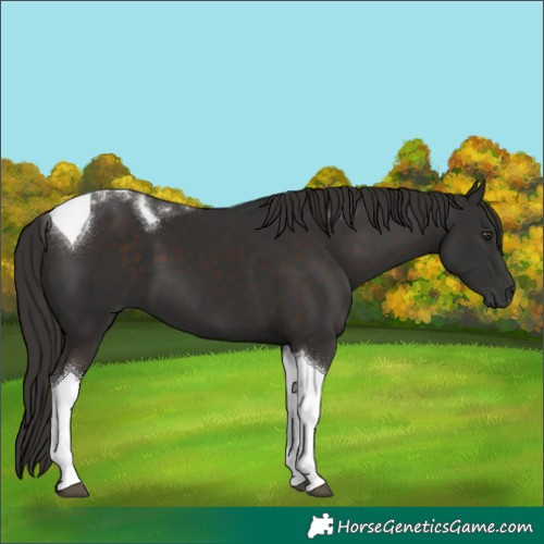 Horse Color:Liver Chestnut Tobiano 