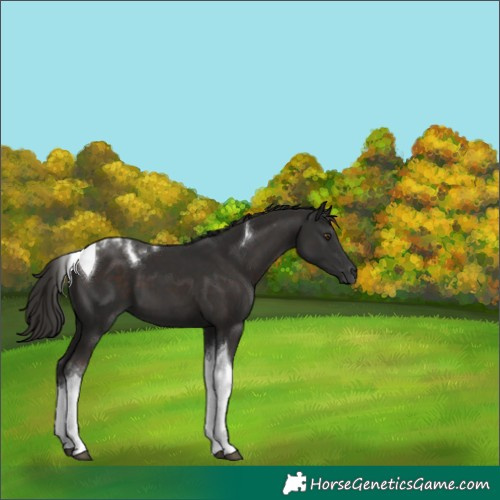 Horse Color:Liver Chestnut Tobiano 