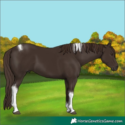 Horse Color:Liver Chestnut Tobiano 