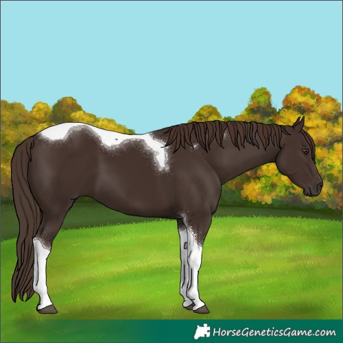 Horse Color:Liver Chestnut Tobiano