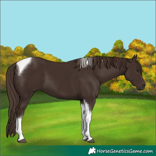 Horse Color:Liver Chestnut Tobiano