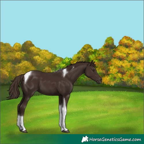 Horse Color:Liver Chestnut Tobiano 