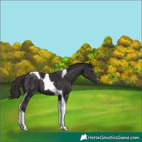Horse Color:Liver Chestnut Tobiano 