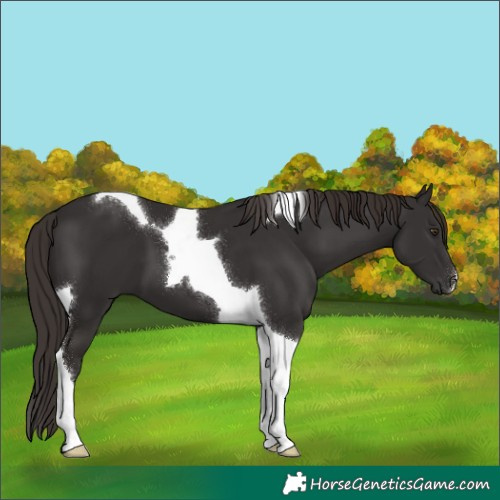 Horse Color:Liver Chestnut Tobiano