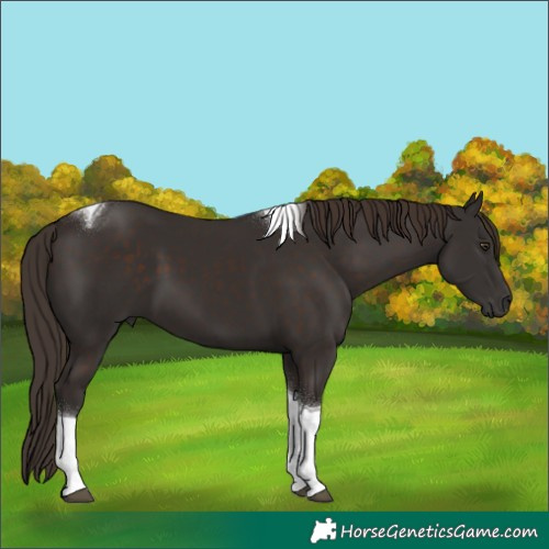 Horse Color:Liver Chestnut Tobiano 