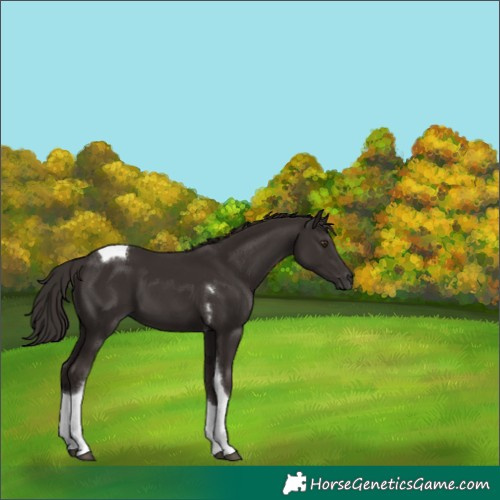 Horse Color:Liver Chestnut Tobiano