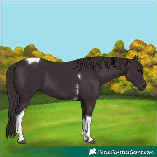 Horse Color:Liver Chestnut Tobiano
