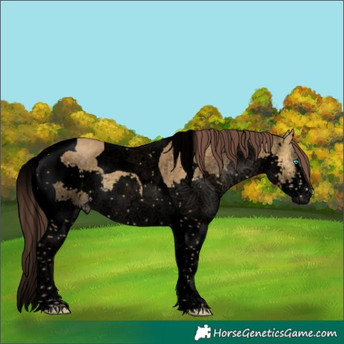 Horse Color:Void Chocolate Sable Cream Champagne Splash Tobiano 