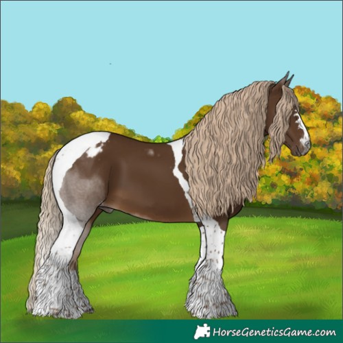 Horse Color:Gray Chocolate Palomino Tobiano Appaloosa
