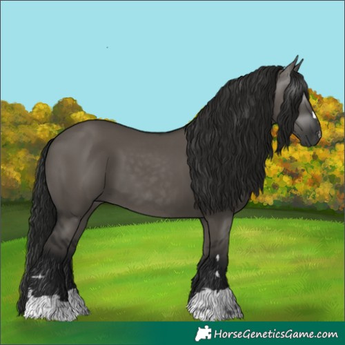 Horse Color:Gray Grullo