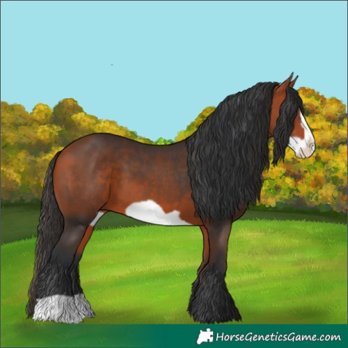 Horse Color:Bay Frame 