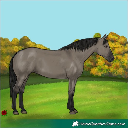 Horse Color:Gray Grullo