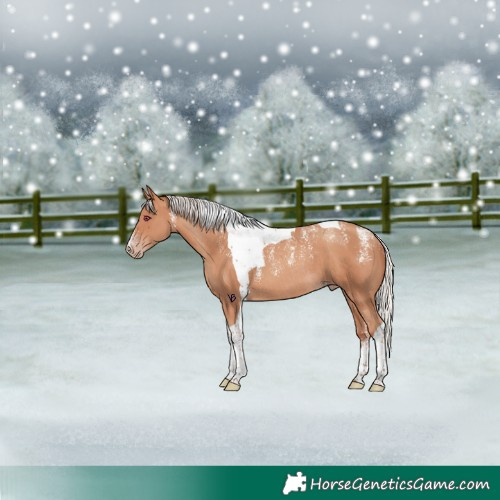 Horse Color:Powder White Silver Sable Champagne Tobiano Rabicano 