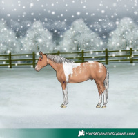 Horse Color:Powder White Silver Sable Champagne Tobiano Rabicano 