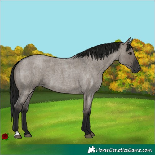 Horse Color:Gray Grullo Roan