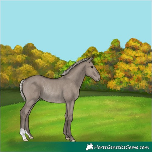 Horse Color:Silver Grullo Rabicano 