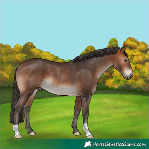 Horse Color:Bay Rabicano 