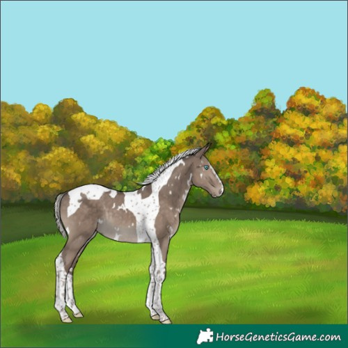 Horse Color:White Spotted Silver Grullo Splash Tobiano Rabicano 