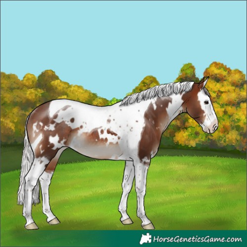 Horse Color:White Spotted Silver Brown Splash Tobiano Rabicano