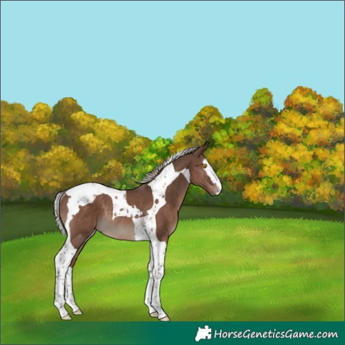 Horse Color:Silver Black Splash Tobiano Rabicano 