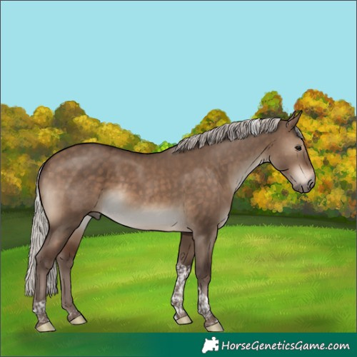 Horse Color:Silver Bay Dun Tobiano Rabicano