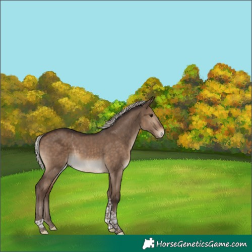 Horse Color:Silver Bay Dun Tobiano Rabicano 