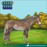 Horse Color:Silver Bay Dun Tobiano Rabicano