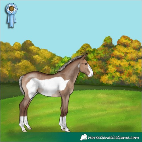 Horse Color:Silver Bay Dun Frame Rabicano