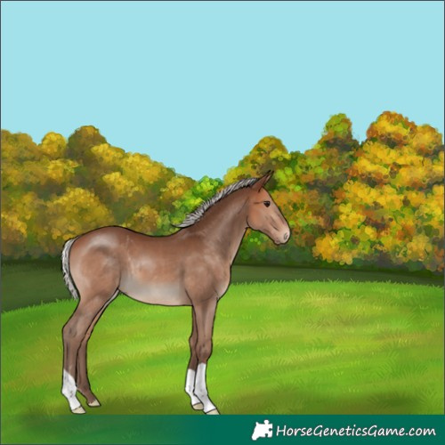 Horse Color:Silver Brown 