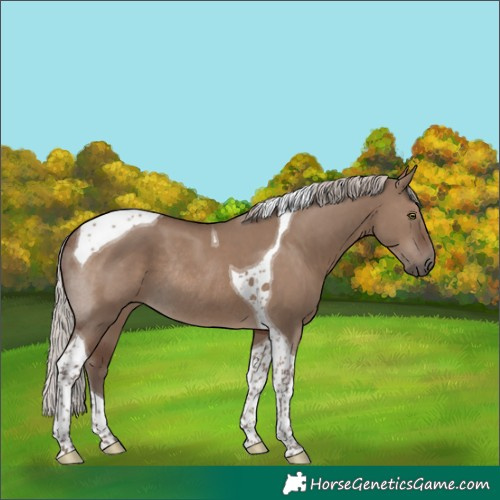 Horse Color:Silver Grullo Tobiano Rabicano 