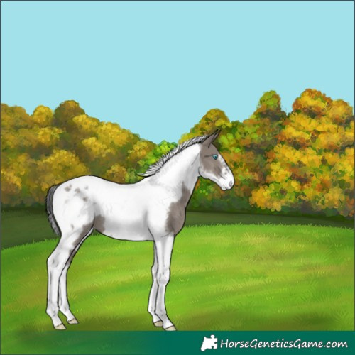 Horse Color:Grullo Tobiano Frame Rabicano 