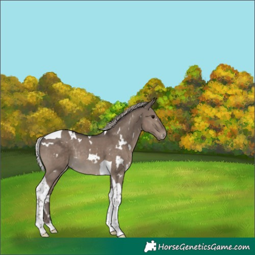 Horse Color:White Spotted Silver Grullo Tobiano Rabicano 