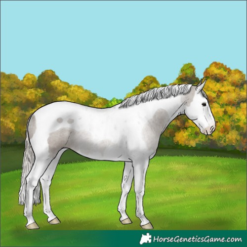 Horse Color:Silver Grullo Splash Tobiano Rabicano 