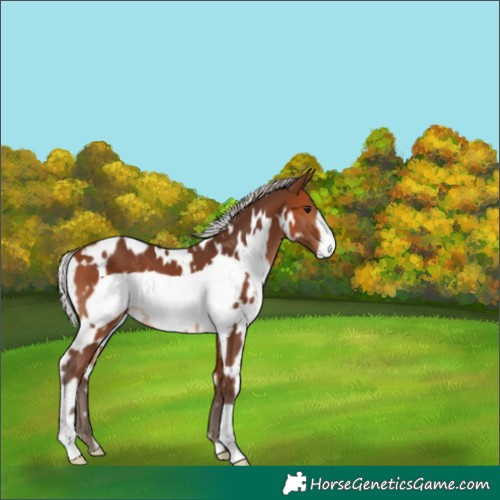 Horse Color:White Spotted Silver Brown Frame