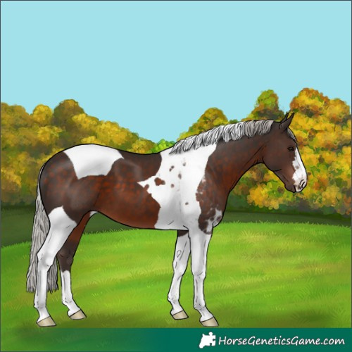 Horse Color:Silver Brown Tobiano 