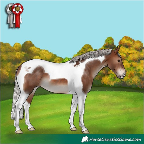Horse Color:Silver Brown Tobiano 