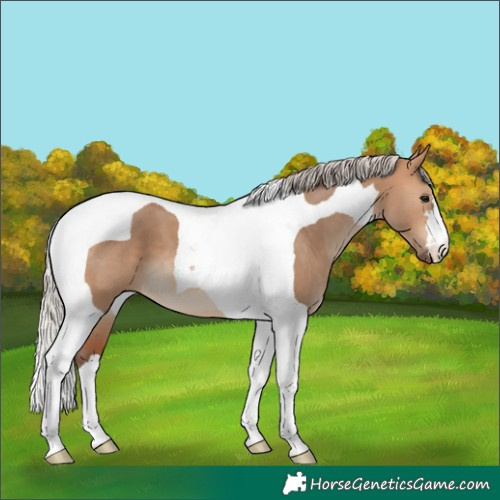 Horse Color:Silver Bay Dun Tobiano 